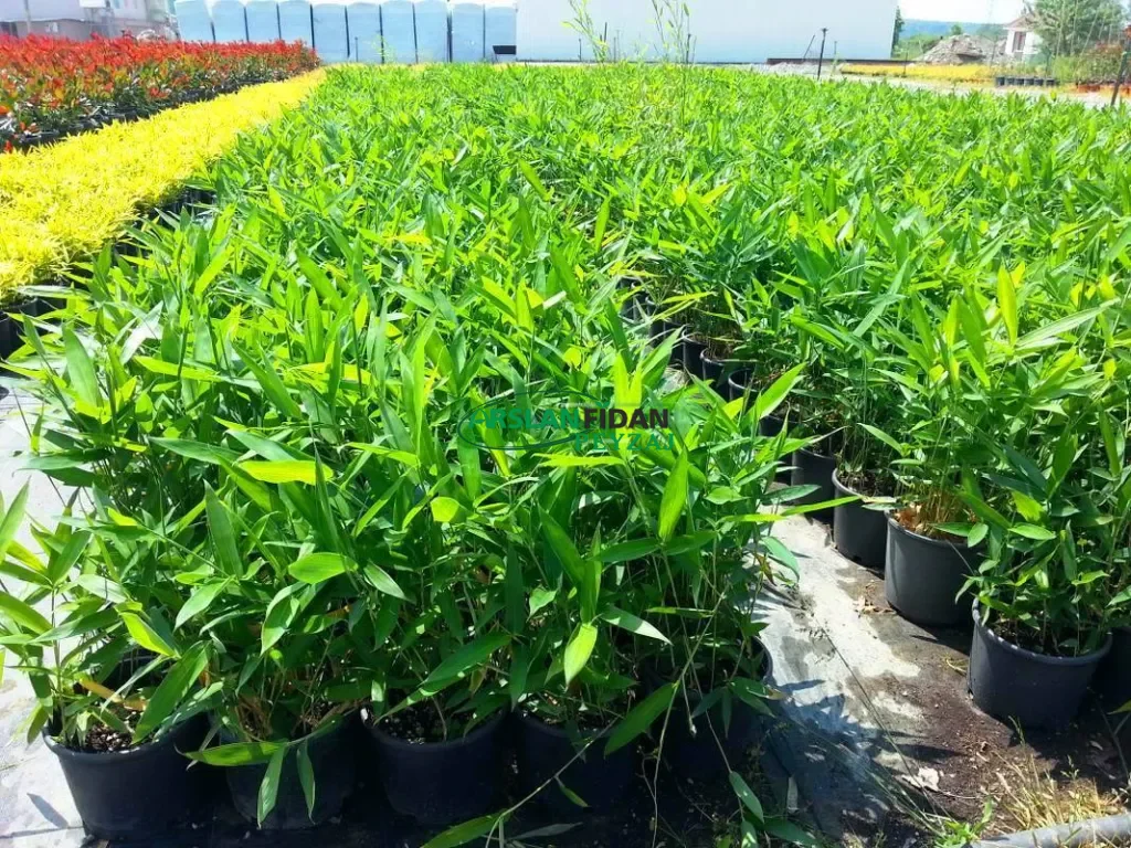 Bambu Türleri