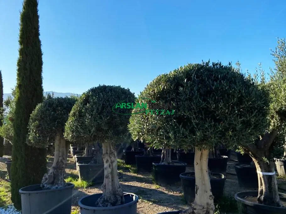 Bonsai ve Şekil Verilmiş Bitkiler
