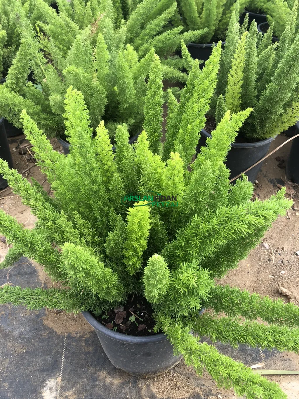 Kuşkonmaz - Tilki Kuyruğu