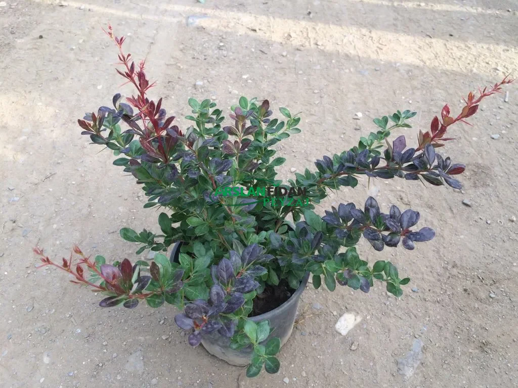 Bodur Berberis - Hanım tuzluğu