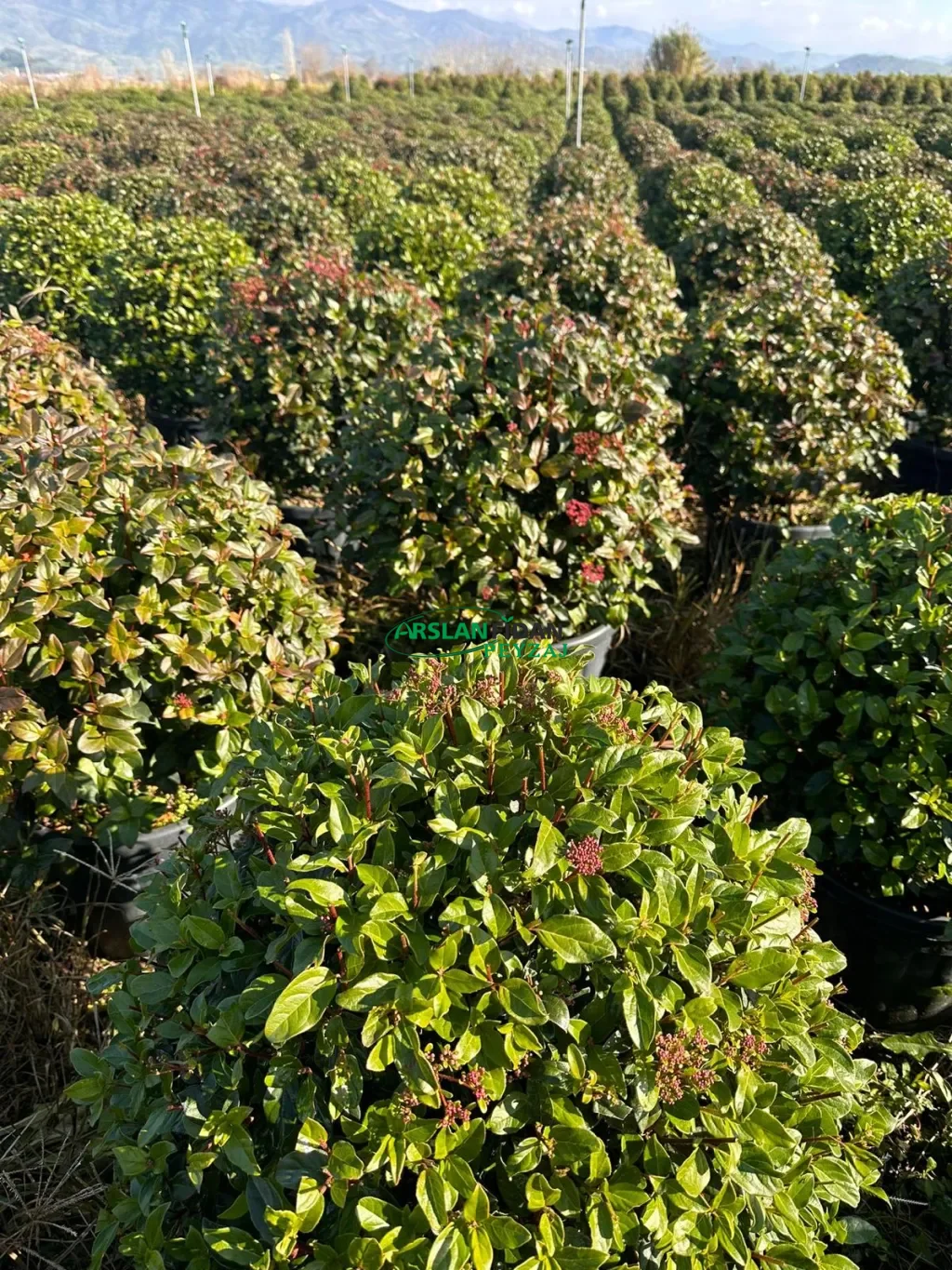 Kartopu ( Defne yapraklı )