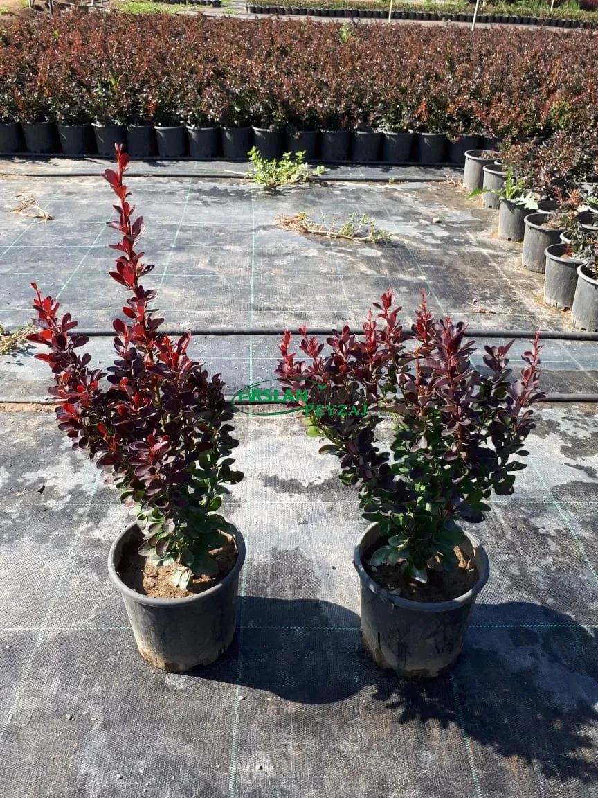 Kırmızı roket berberis - hanım tuzluğu