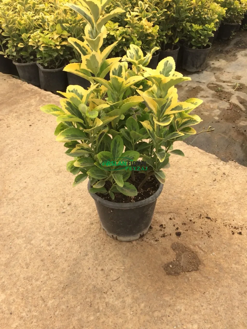 Altuni Taflan - Gold Taflan