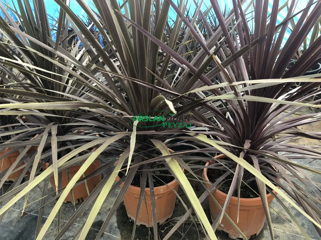 Kırmızı Drasena - Kızıl Kordilin