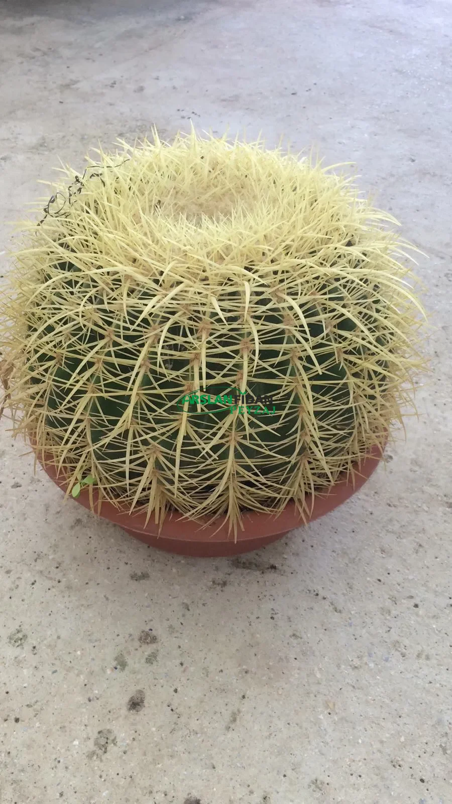 Altınfıçı Kaktüsü