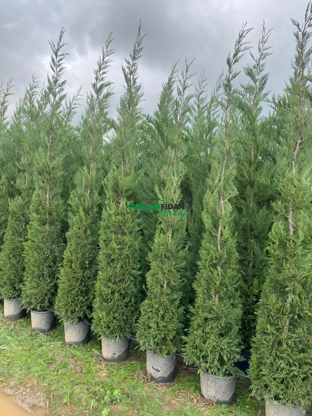 Leylandi - Melez servi