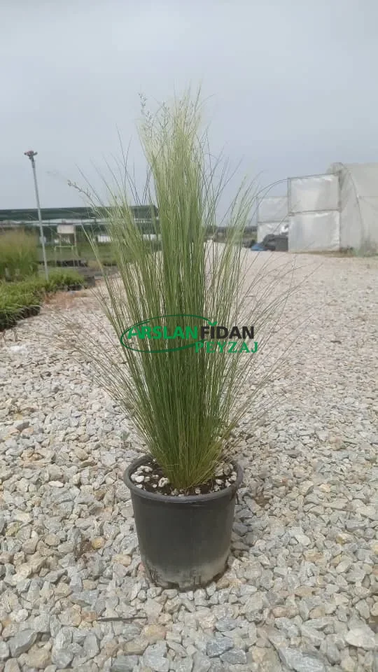 At Kuyruğu Çimi - Meksika Tüy Otu