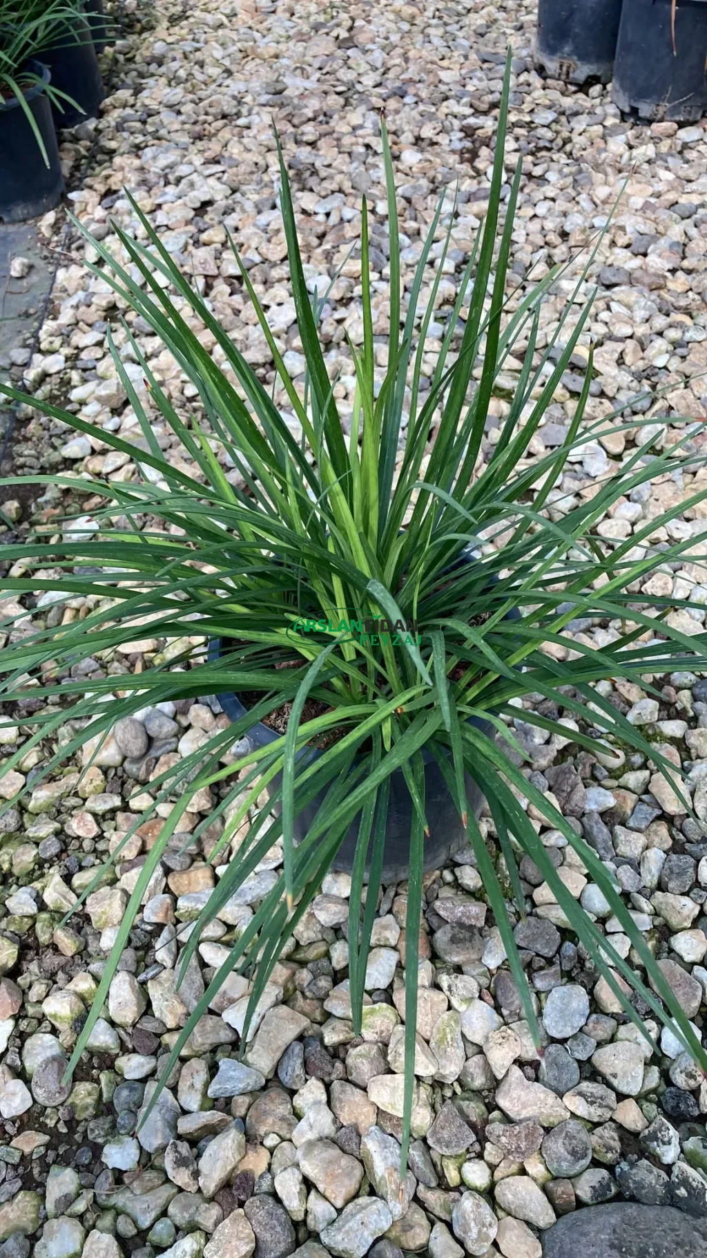 Osmanlı Çimi - Maymun Otu