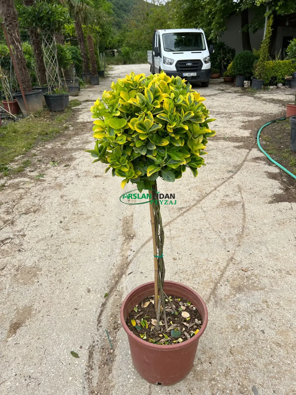 Altuni - Gold Taflan