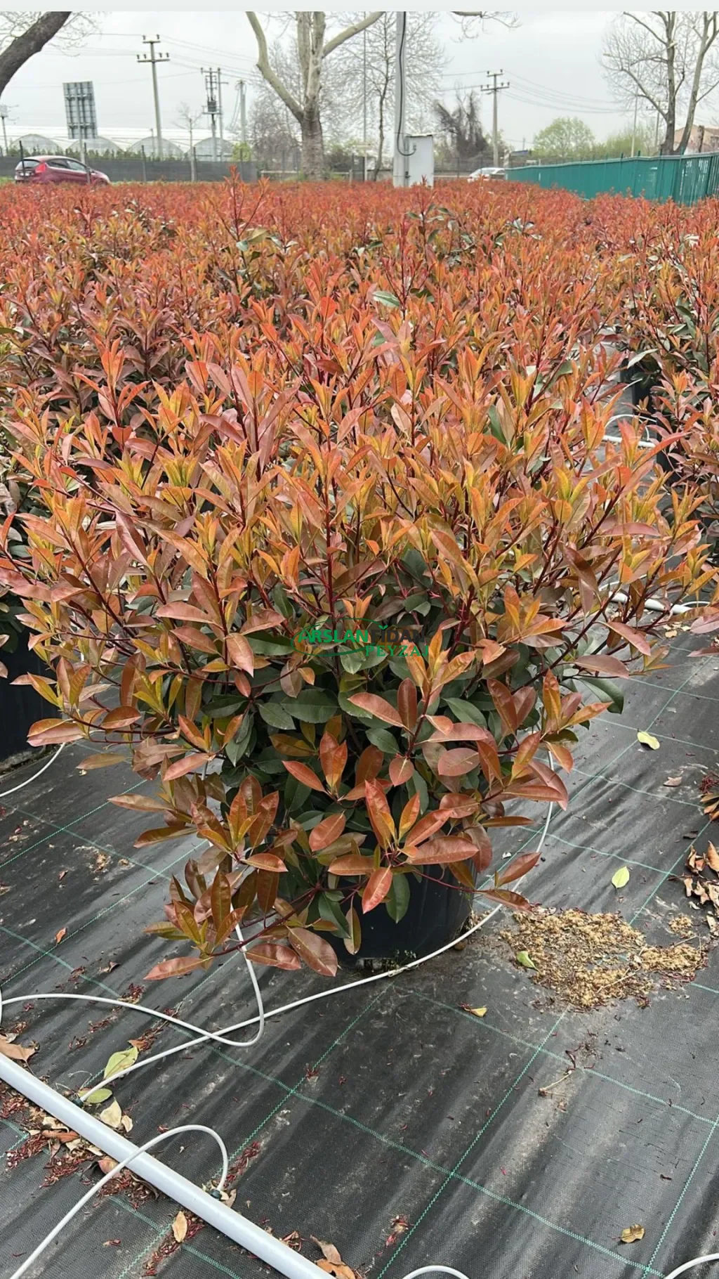 Alev Çalısı - Alev Ağacı