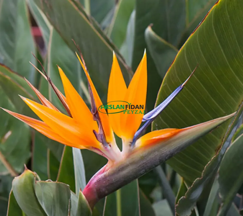 Starliçe - Cennet kuşu