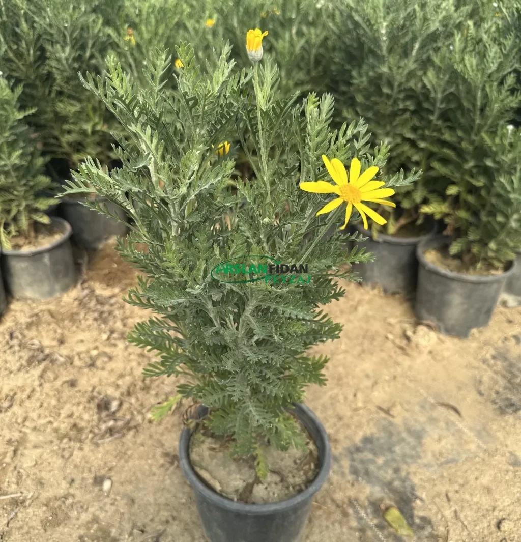 Çeşme Papatyası - Sarı Papatya